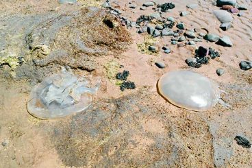 Jellyfish bloom on the beaches