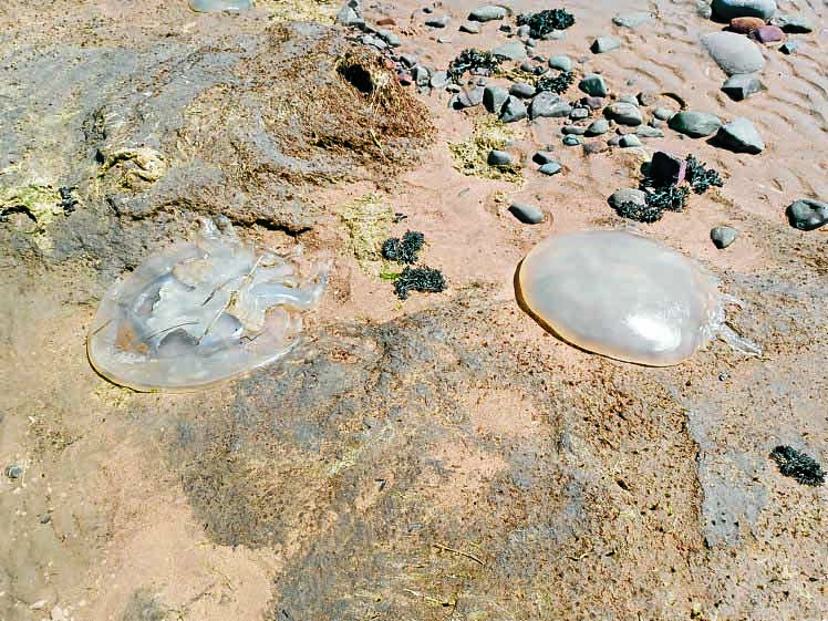 Jellyfish bloom on the beaches