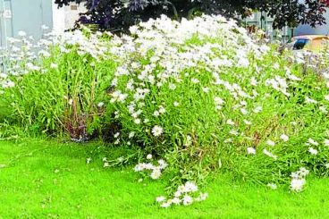 Flowerbeds in Gretna criticised