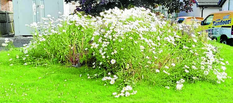 Flowerbeds in Gretna criticised