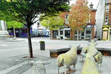 Sheep to get a scrub