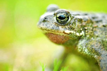 Safeguarding the Solway’s species