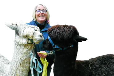 Pod plans for alpaca attraction