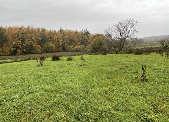 Fury at proposals for tree planting