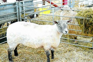 Loneliest sheep fundraiser hits £10k