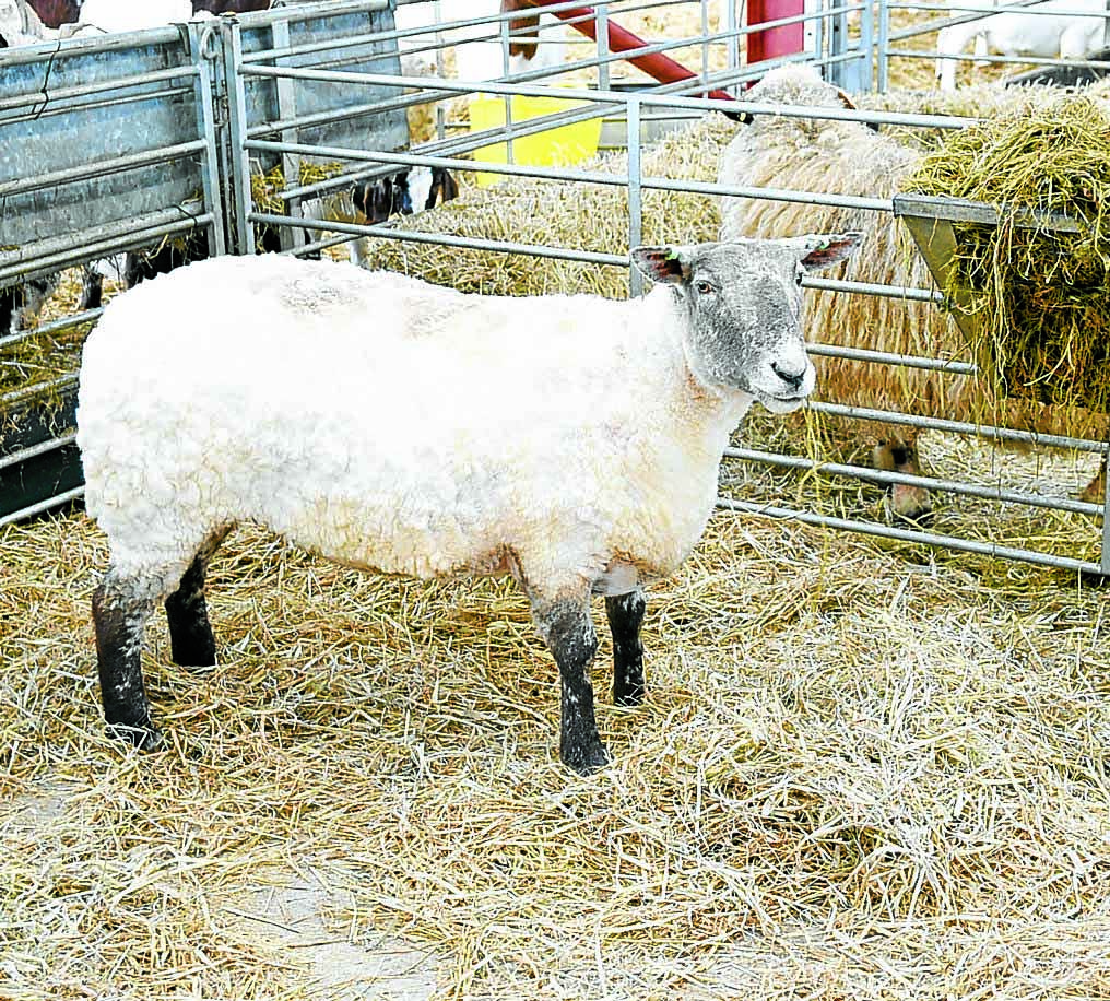 Loneliest sheep fundraiser hits £10k
