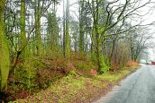 Quarter of trees in town wood deemed unsafe