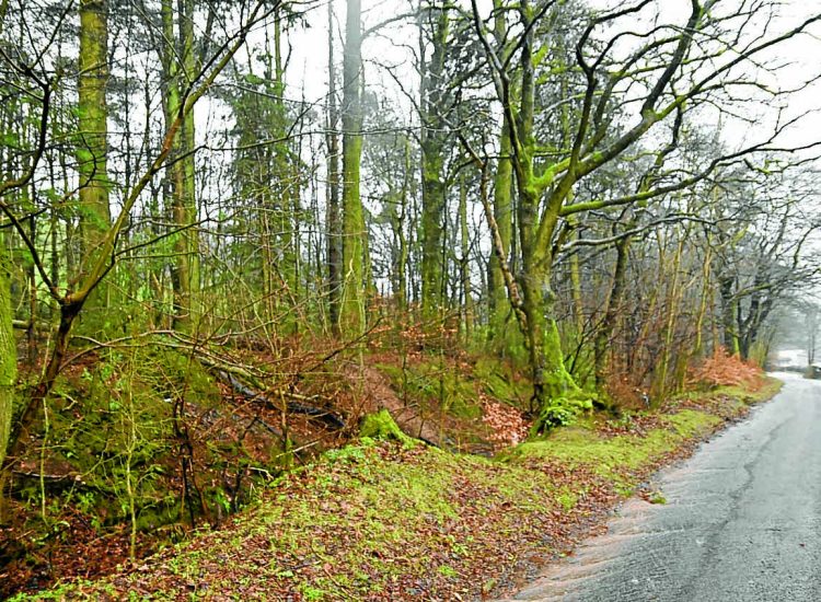 Quarter of trees in town wood deemed unsafe