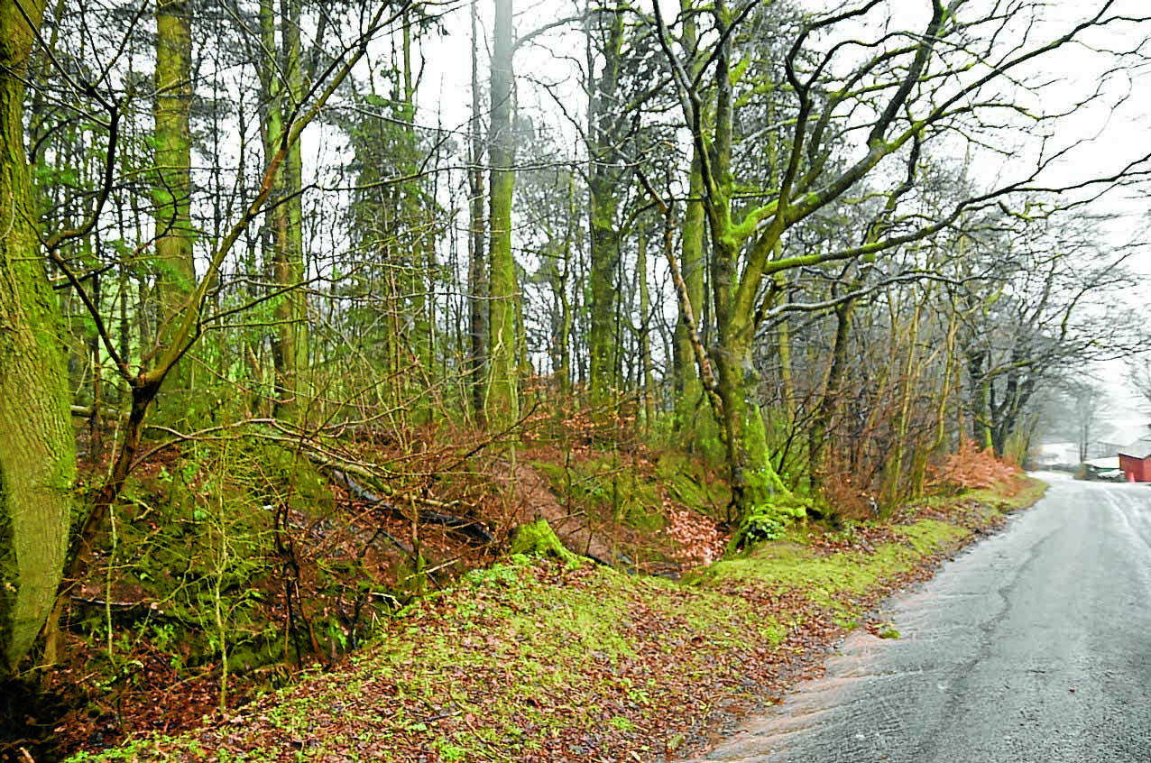 Felling plan for ‘unsafe’ trees