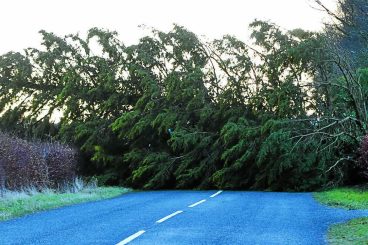 Powering on as trees fall around them