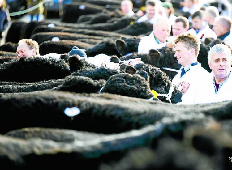 Growing demand revealed for Galloways
