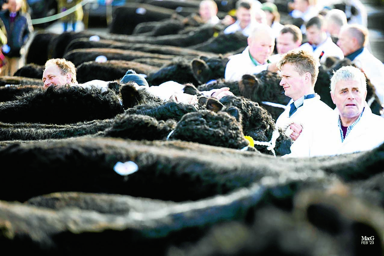 Growing demand revealed for Galloways