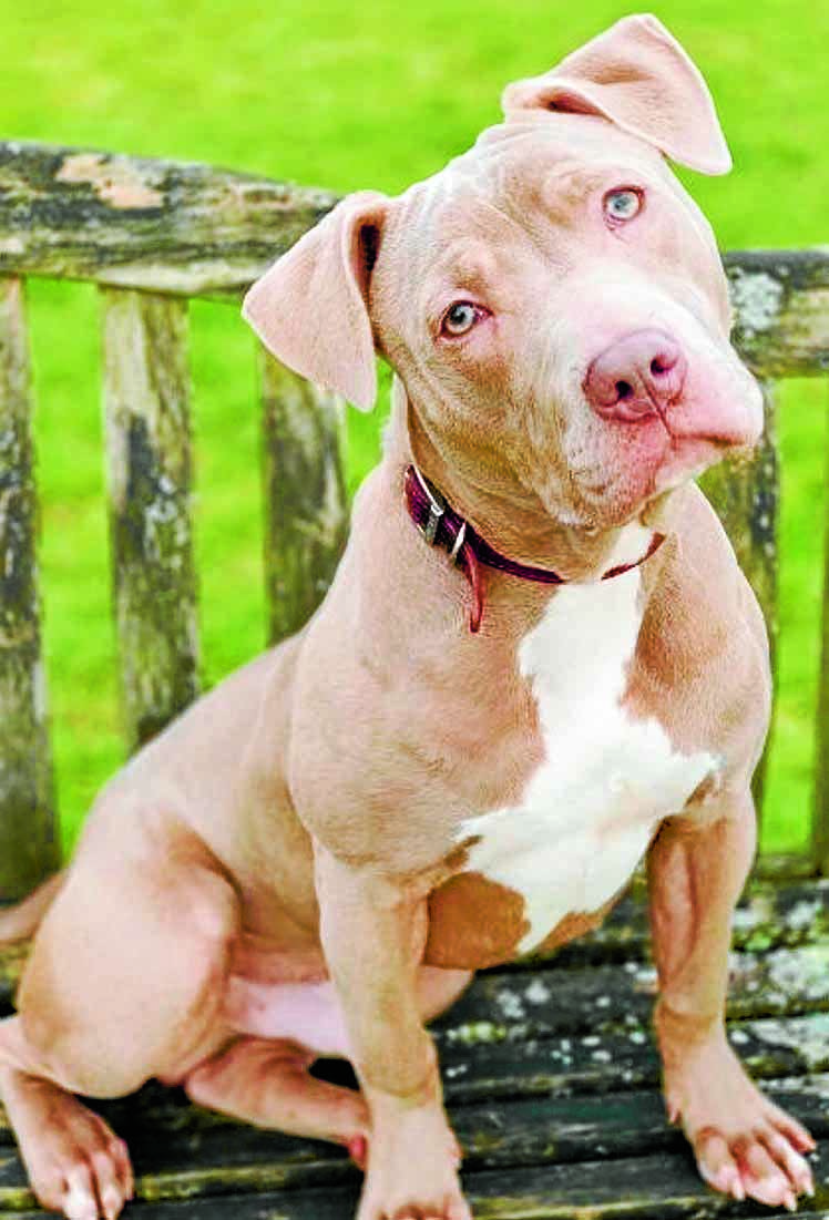 XL Bully plea for puppy adoption