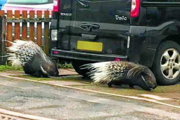 Porcupine pair’s big day out!