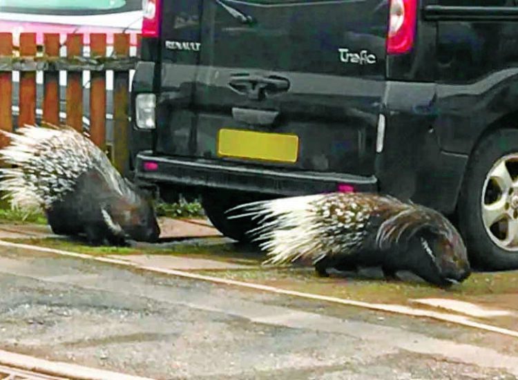Porcupine pair’s big day out!