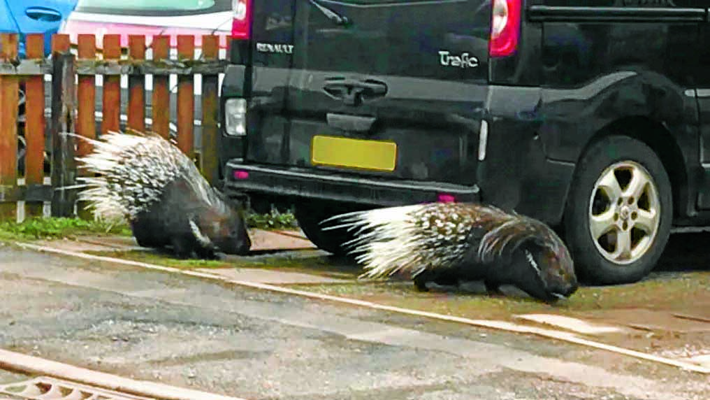 Porcupine pair’s big day out!