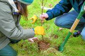 Tree planting scheme grows bigger roots