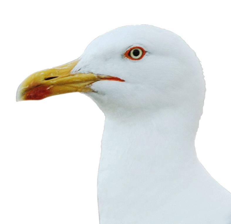 Bird put down after crossbow attack