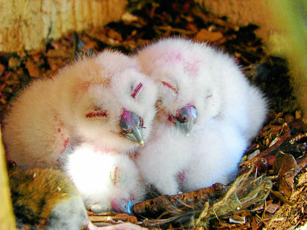 Checking on the chicks