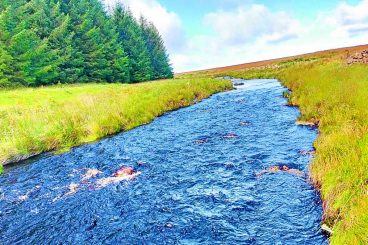 Scallop shells to be used in river clean up scheme