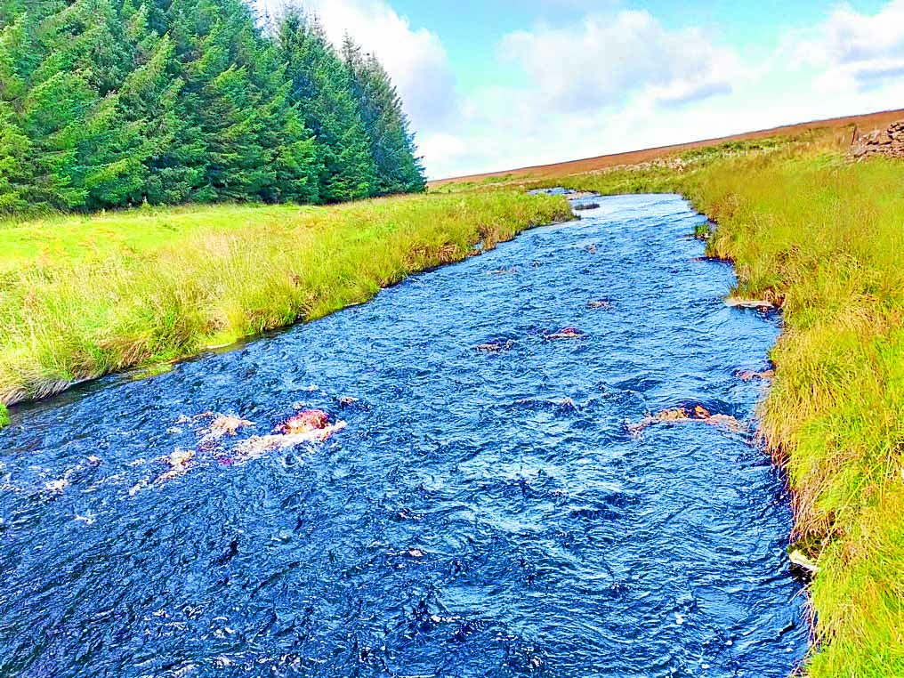 Scallop shells to be used in river clean up scheme