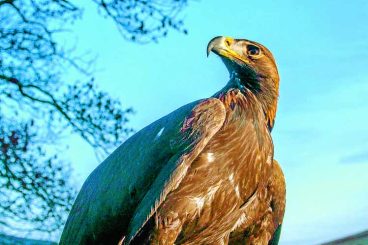 47 golden eagles now in region