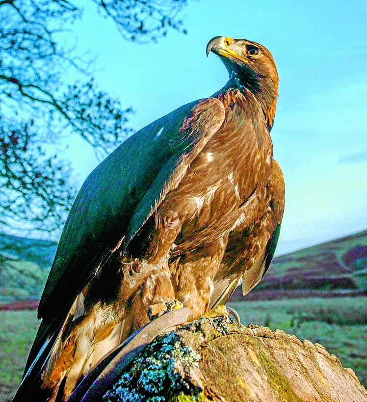 Rise in wildlife crime