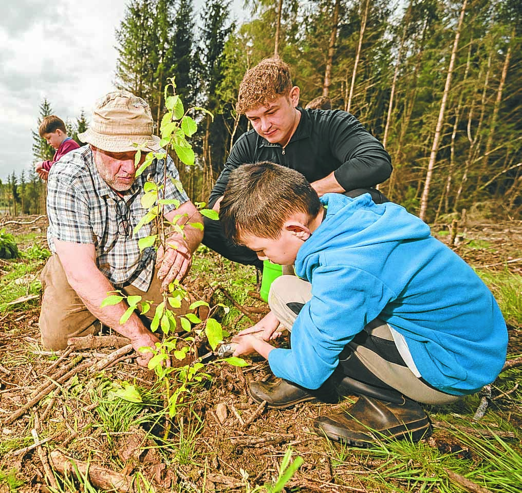 Trio of woods to get added value