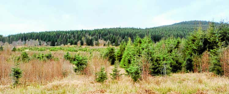 Help shape forest plan