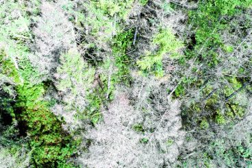 Forest felling in the pipeline