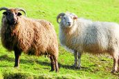 Region to host new wool gathering