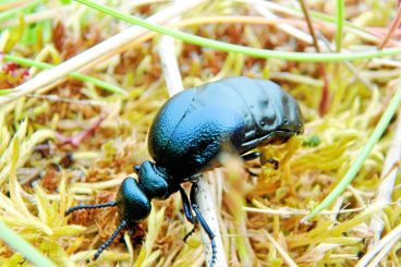 Join the hunt for rare Scottish oil beetles