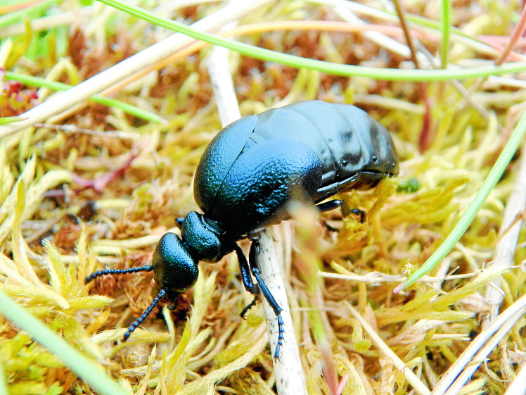 Join the hunt for rare Scottish oil beetles