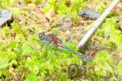 Dragonfly work will help endangered species