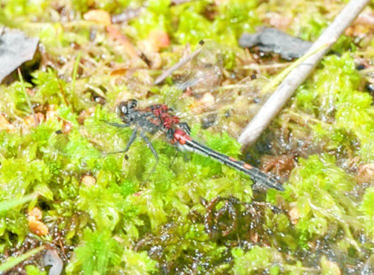 Dragonfly work will help endangered species