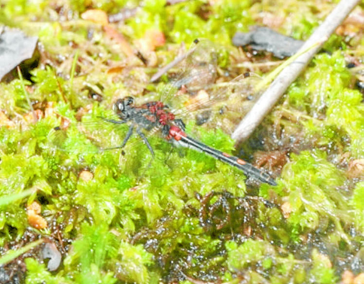 Dragonfly work will help endangered species