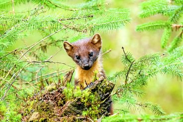 Help for the rare pine marten