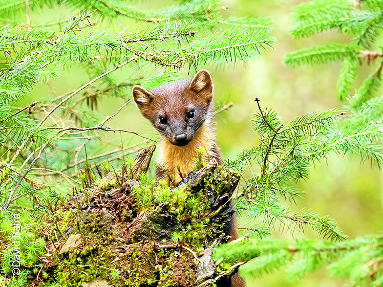 Help for the rare pine marten