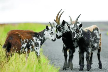 Goat cull petitions handed  to politicians