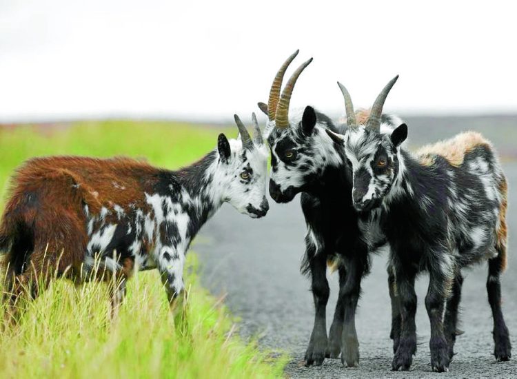 Goat cull petitions handed  to politicians