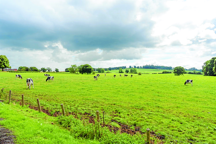 Dairy farm opportunity is rare
