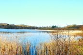 Funding awarded to search for rare plant species