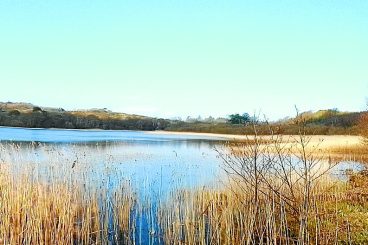 Funding awarded to search for rare plant species