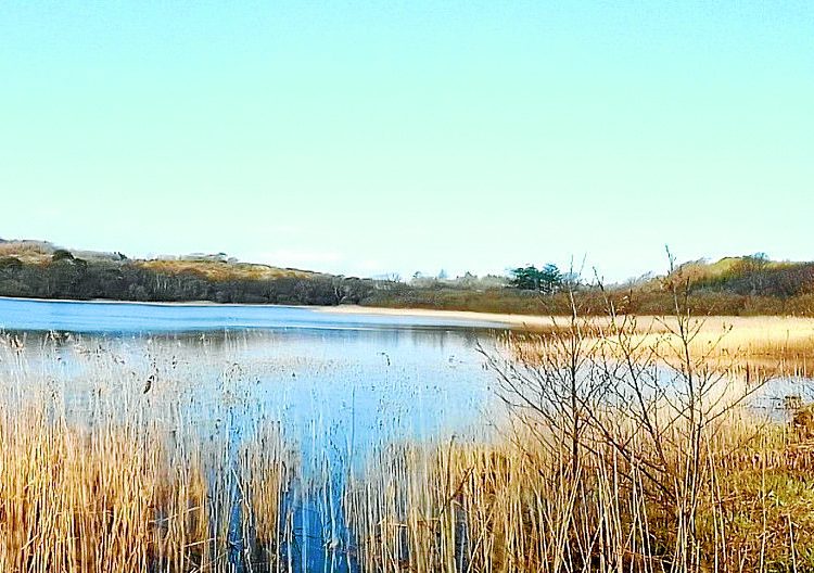 Funding awarded to search for rare plant species