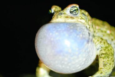 Have you heard this toad?