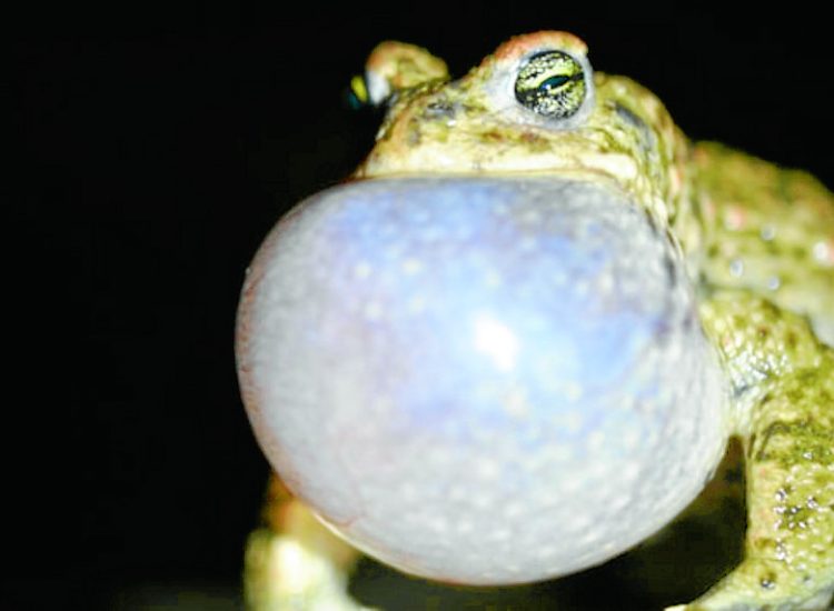 Have you heard this toad?