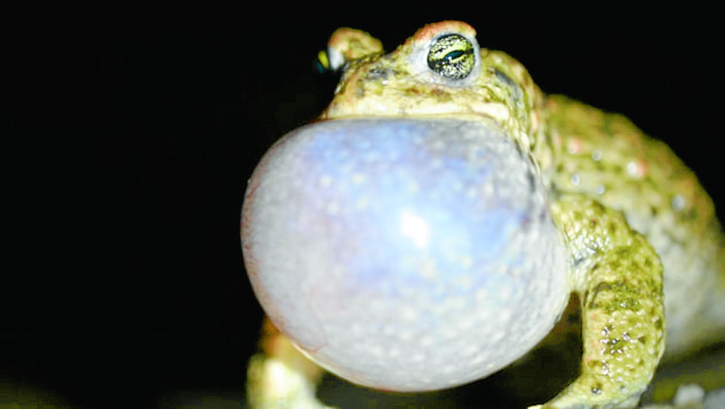 Have you heard this toad?